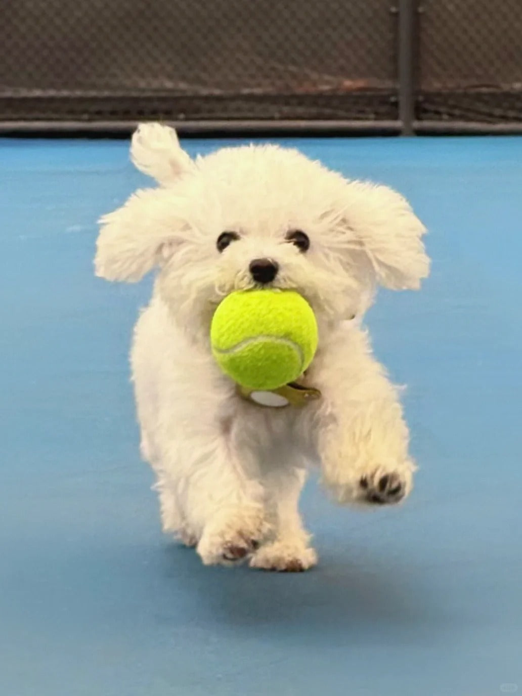 Personalized Your Pet Photo