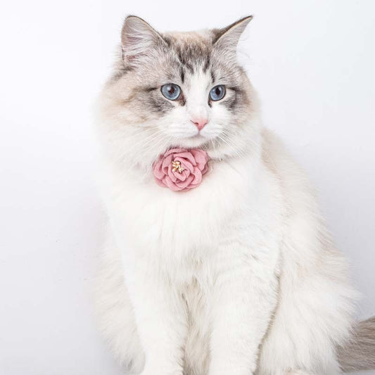 Cat Rose Pink Collar