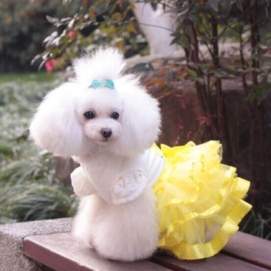 New Luxury Princess Small Dog Wedding Dress XS Dog Clothes Dot Dog Tutu Dress Summer with Polka Dot Satin Ribbon Free Shipping