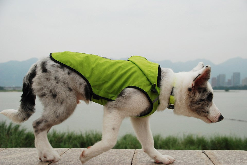 BlackDoggy Autumn/Winter breathable pets clothes wear-resistant warm waterproof dog outdoor coat jacket xxl easy wear VC14-JK007